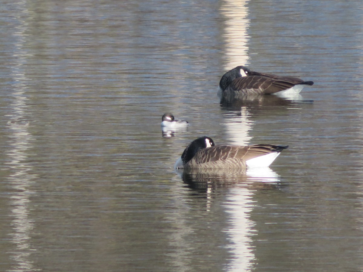 Bufflehead - ML282837621