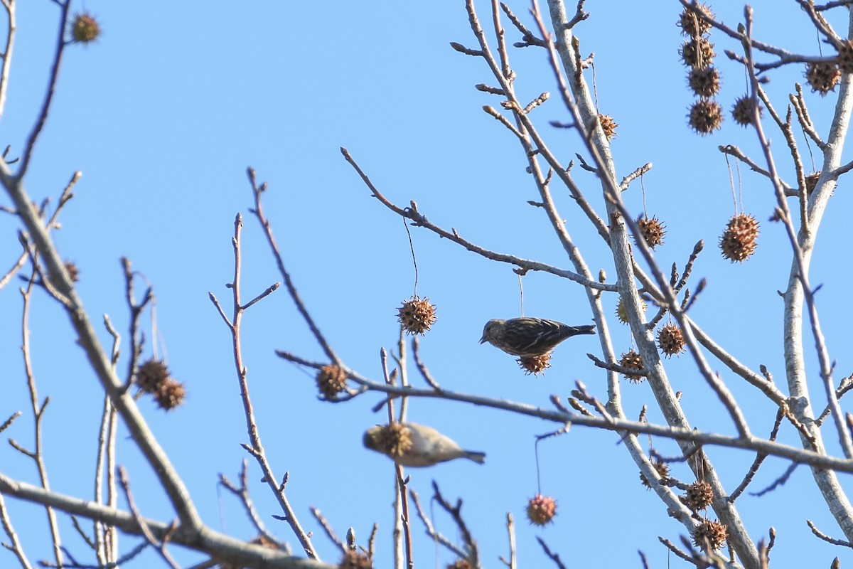 Pine Siskin - ML282841841