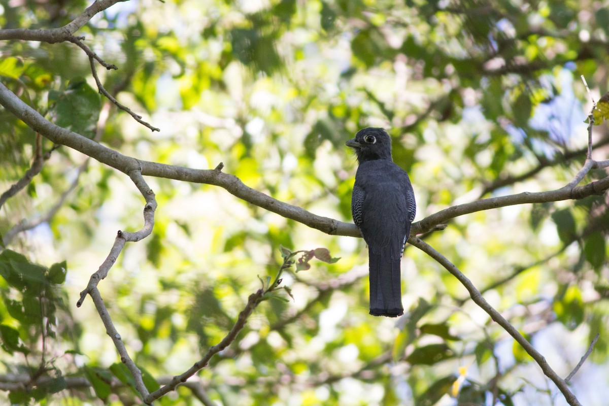 Blue-crowned Trogon - ML282842571