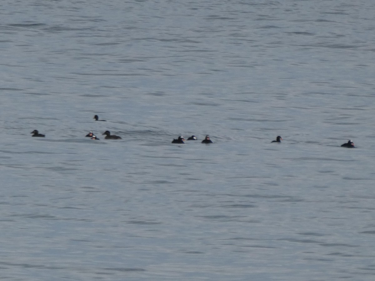 Surf Scoter - ML282843191