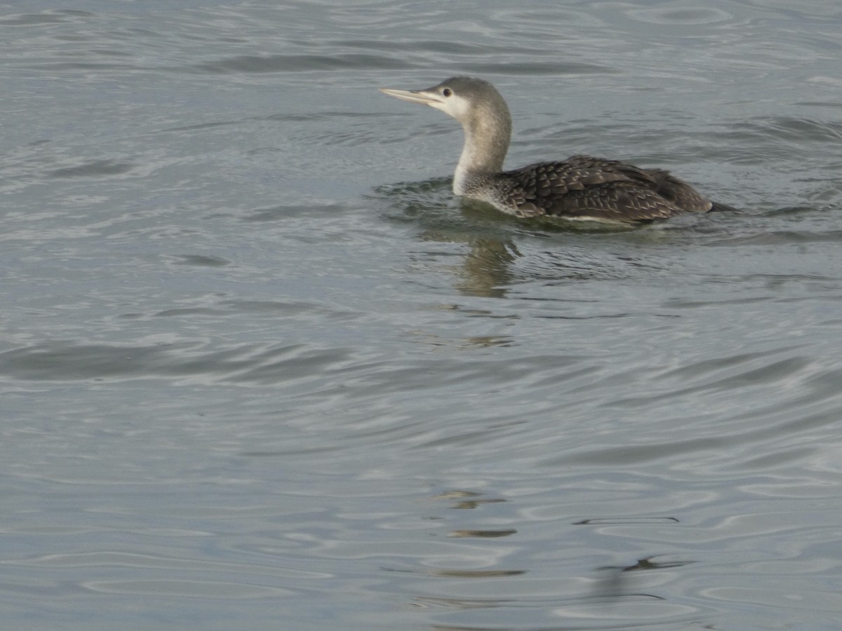 Red-throated Loon - ML282843281