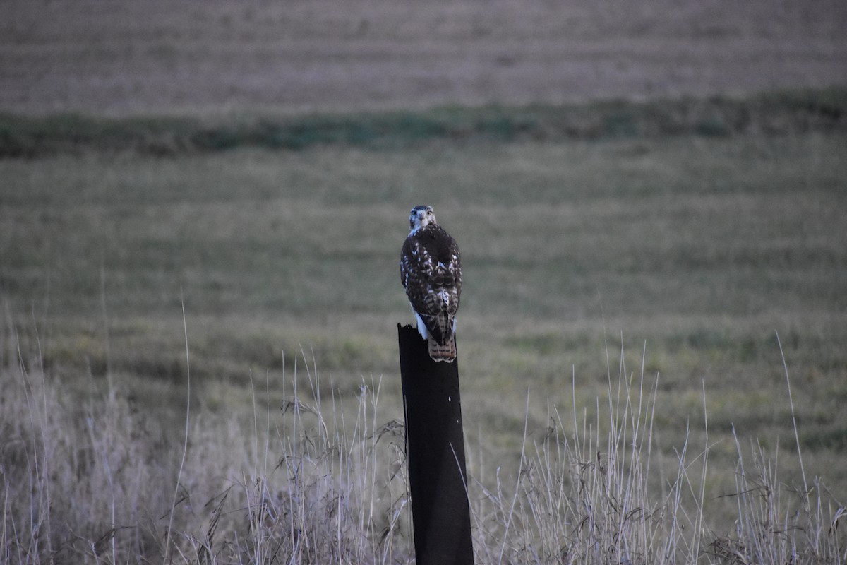 Red-tailed Hawk - ML282843361