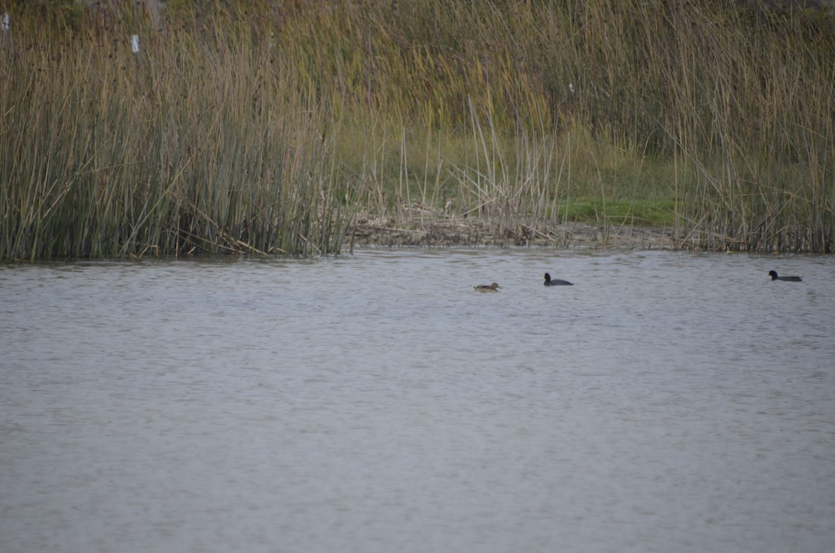 Black-headed Duck - ML282843971