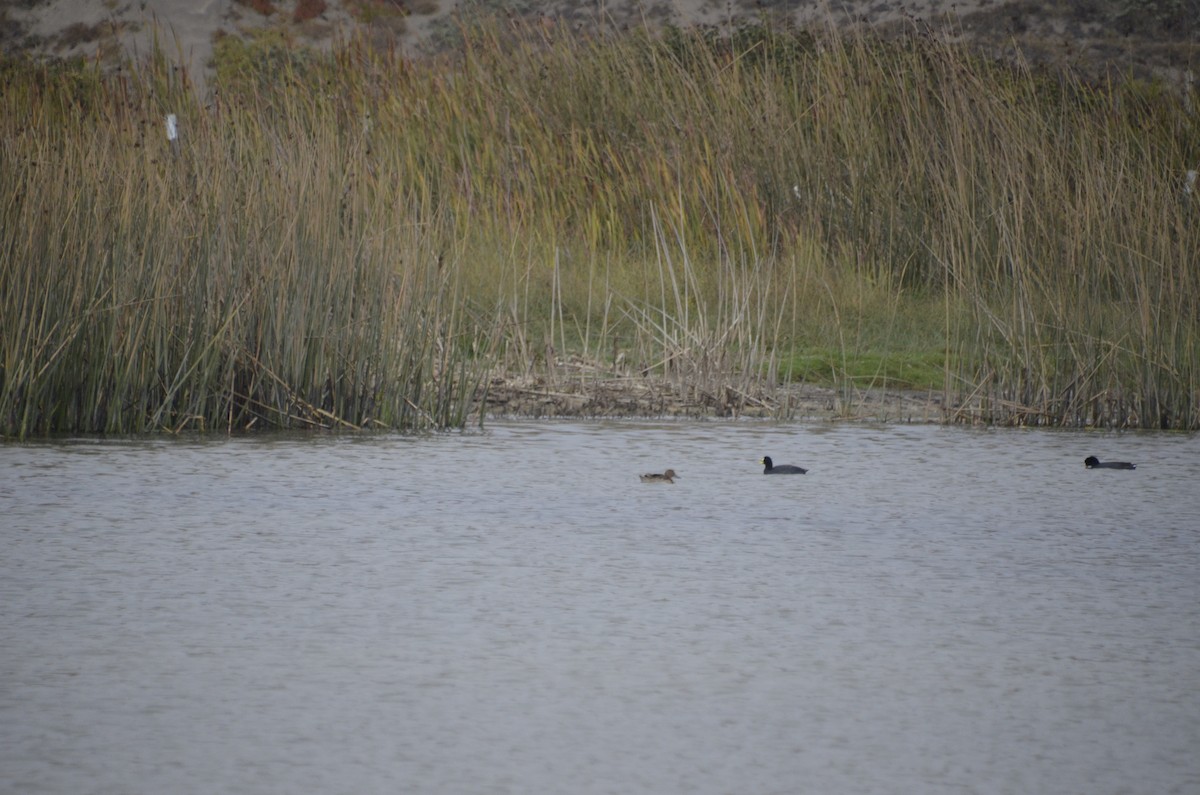 Black-headed Duck - ML282843991