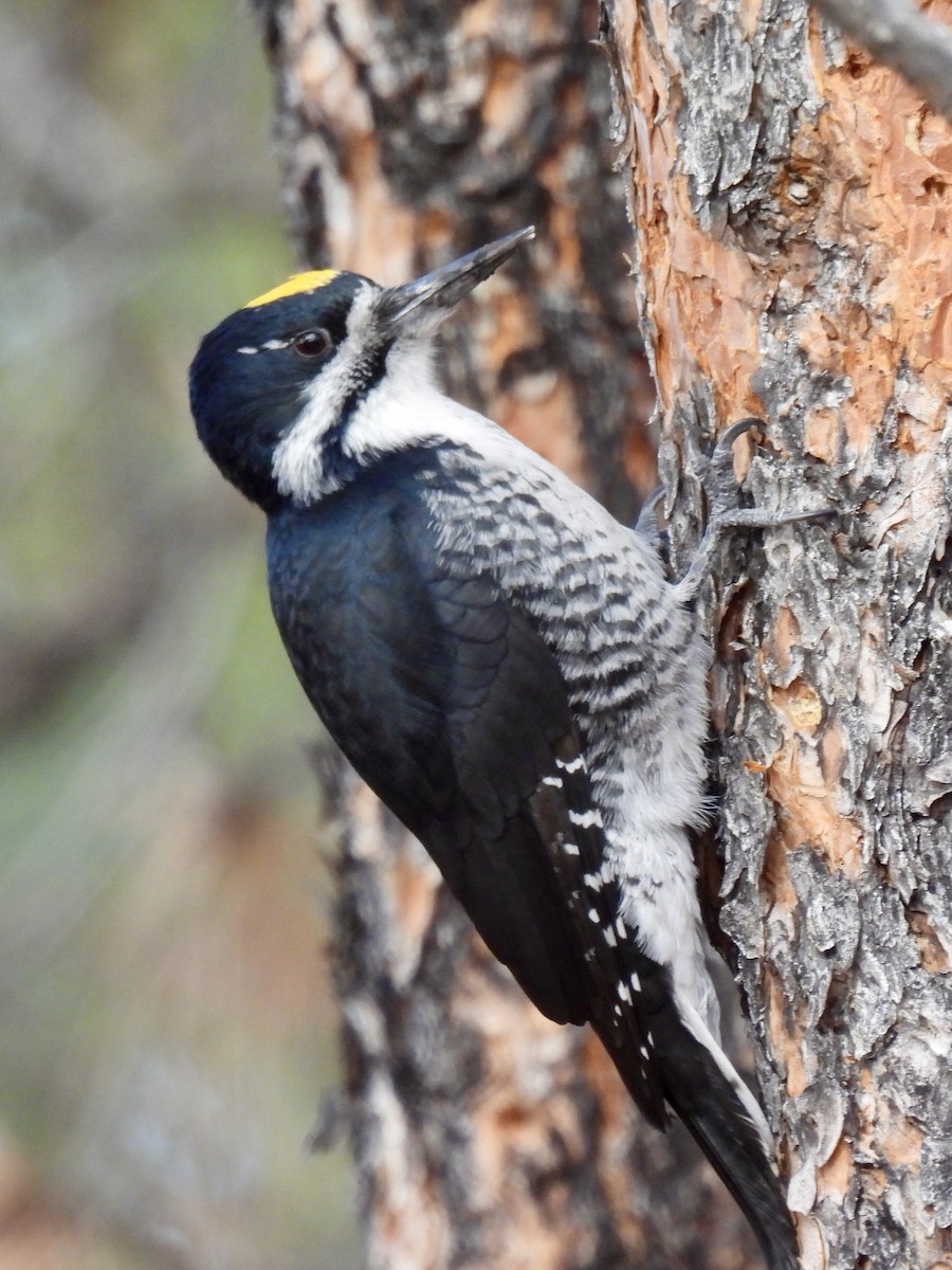 Black-backed Woodpecker - Jeffrey Olsson