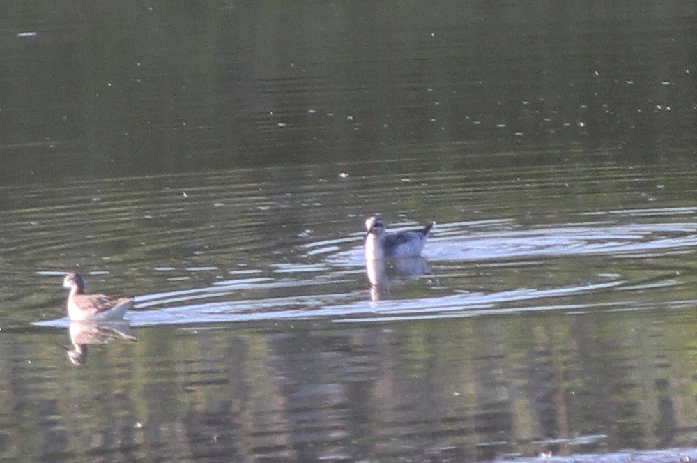 Red Phalarope - ML282844311