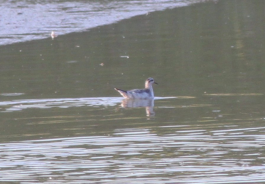 Red Phalarope - ML282844331