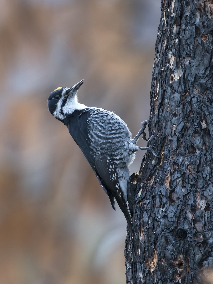 Black-backed Woodpecker - Bob Martinka