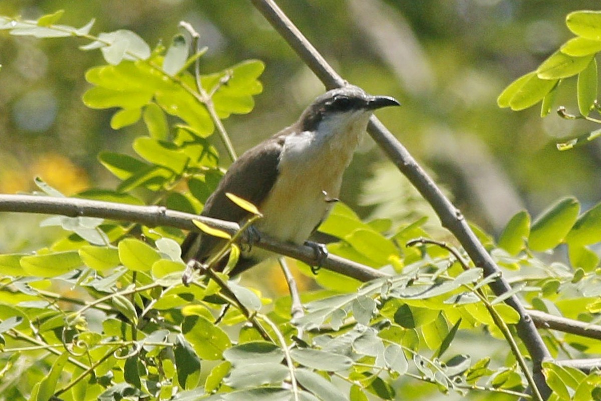 Dark-billed Cuckoo - ML282846011