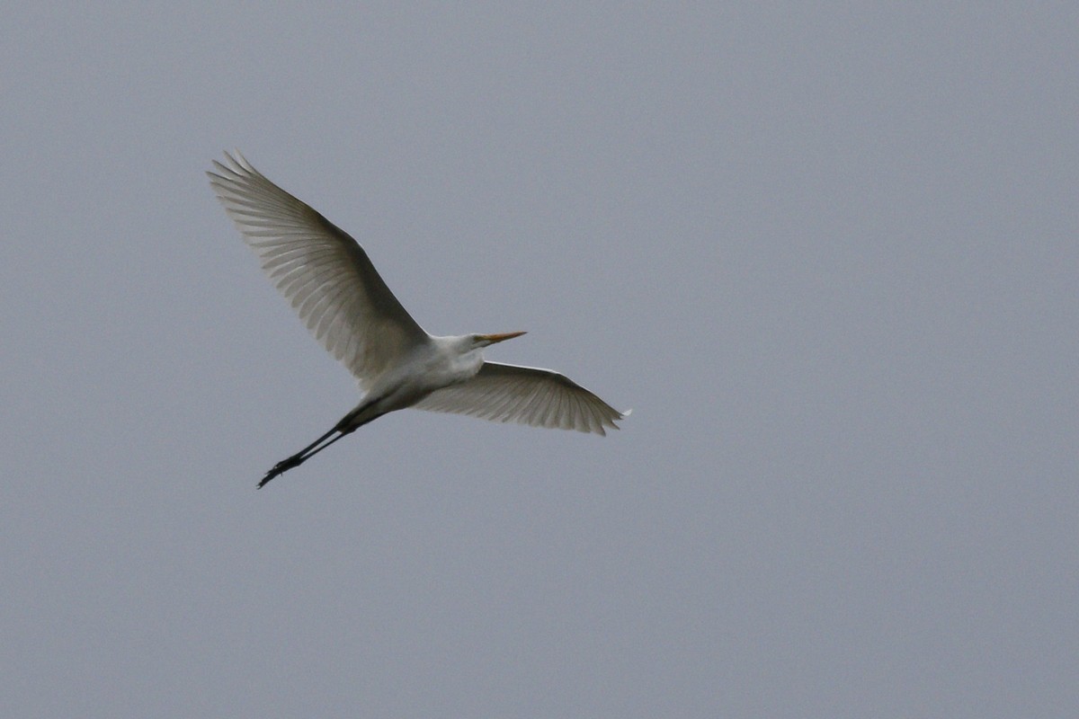 Great Egret - ML282846481