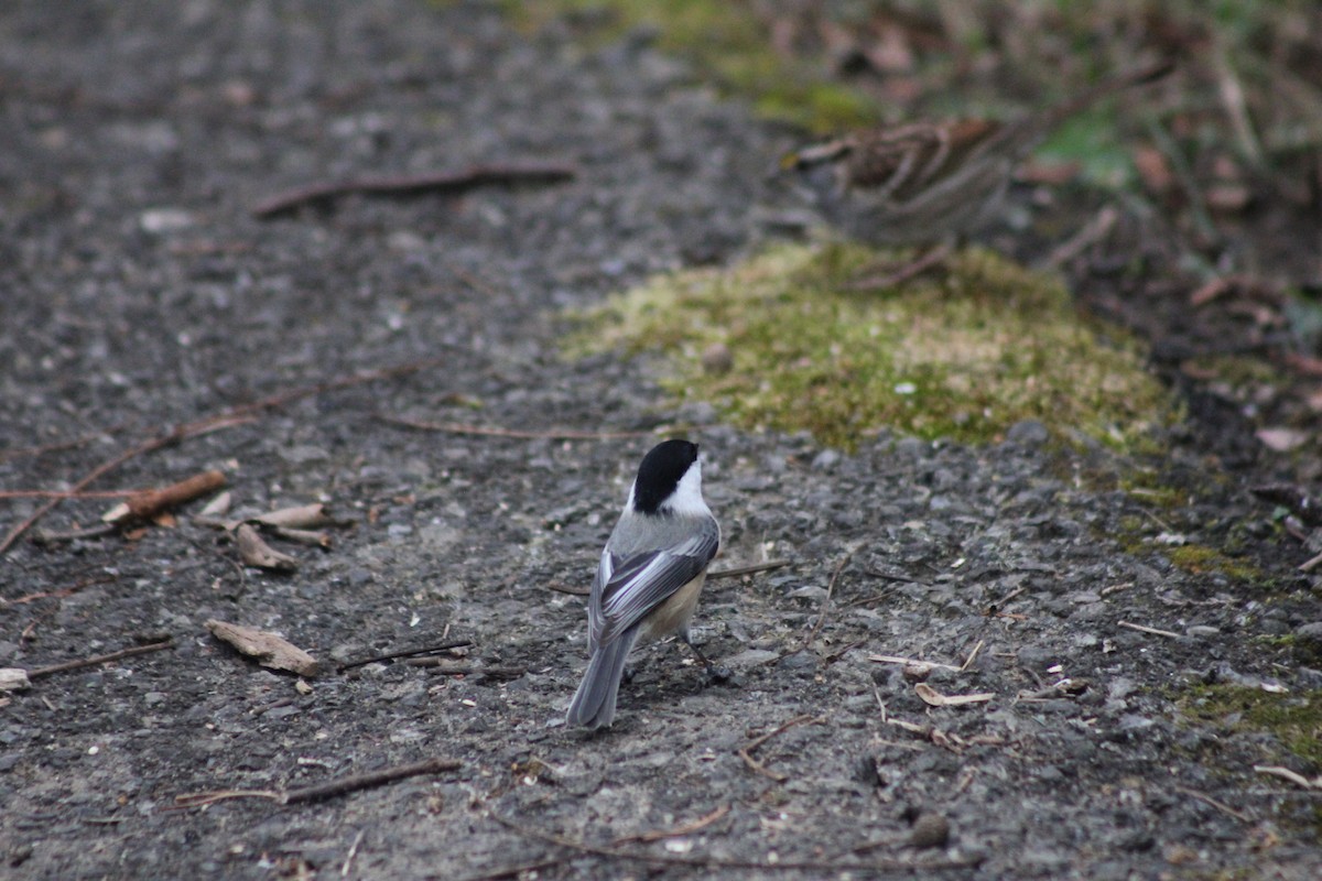 Mésange à tête noire - ML282848781