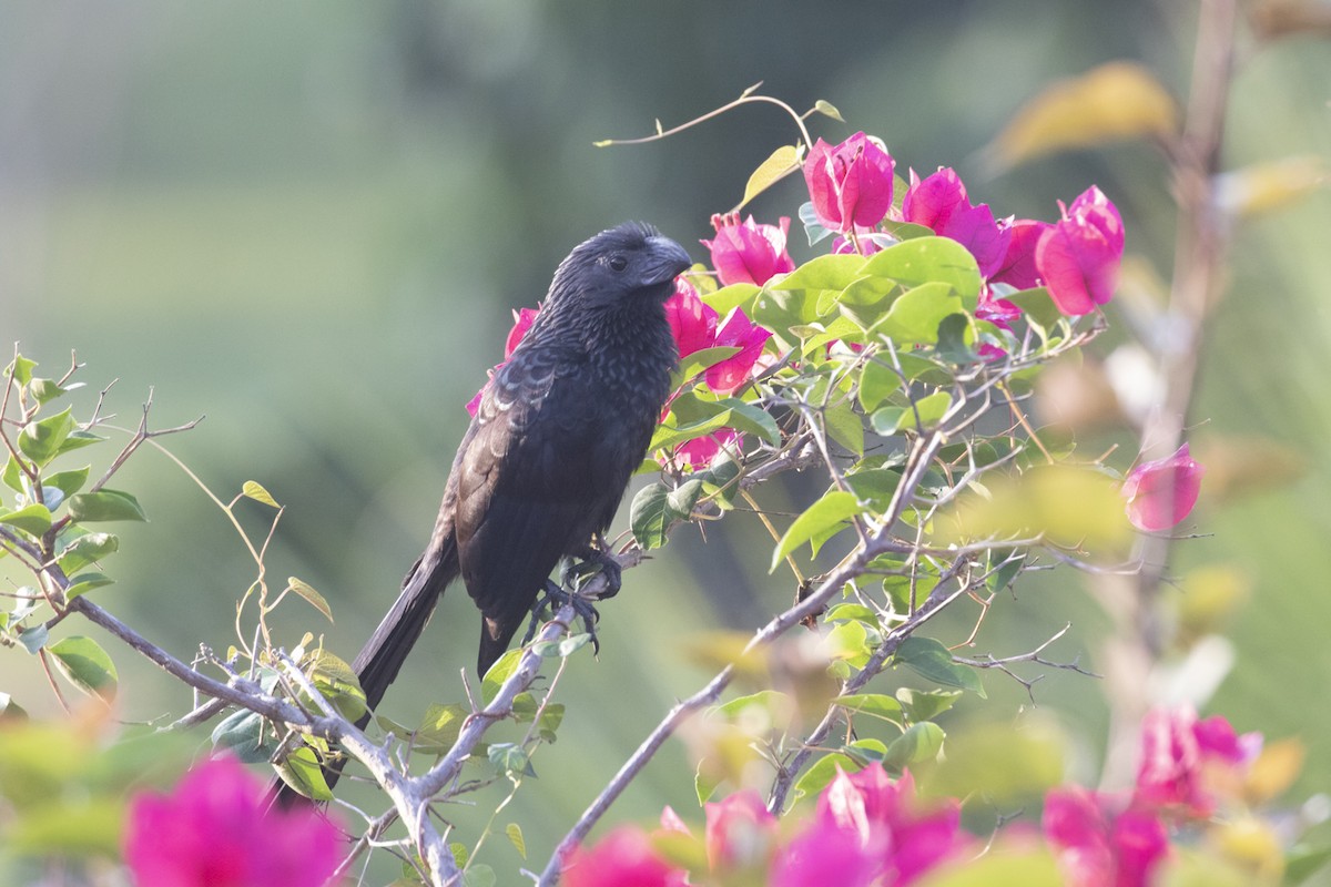 Groove-billed Ani - ML282849091