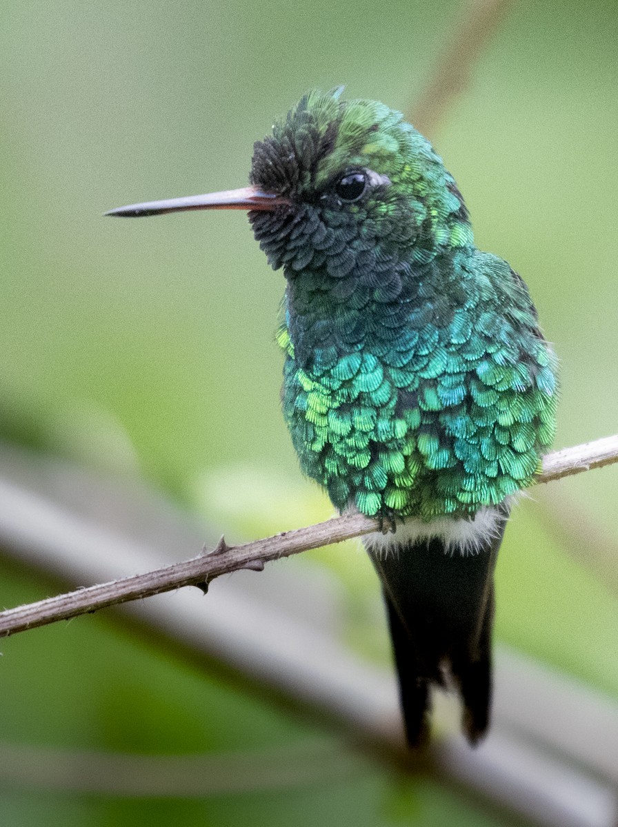 Golden-crowned Emerald - ML282849201