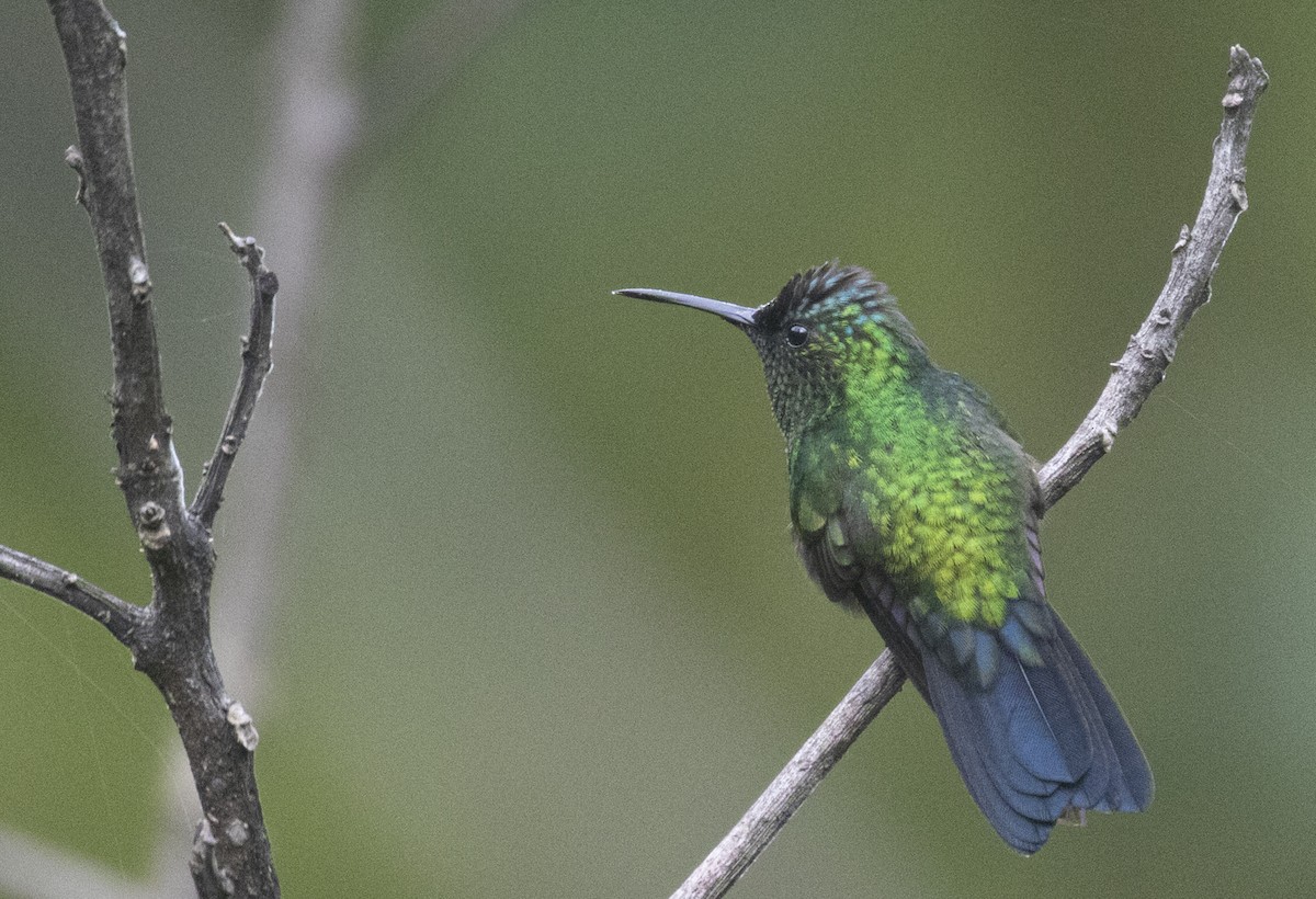 Mexican Woodnymph - ML282849241