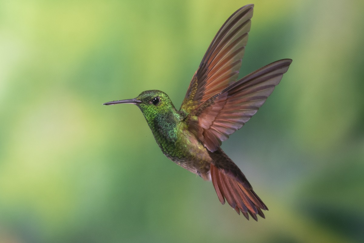 kolibřík mexický - ML282849261
