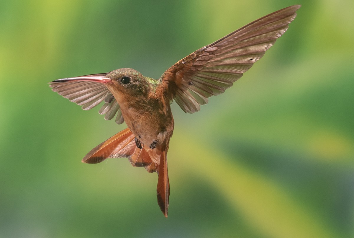 Cinnamon Hummingbird - Sergio Rivero Beneitez