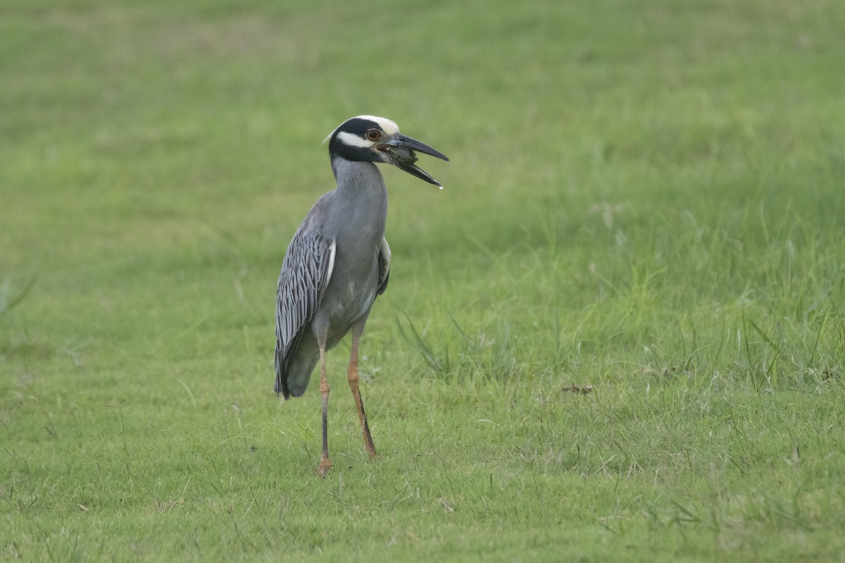 Yellow-crowned Night Heron - ML282849311