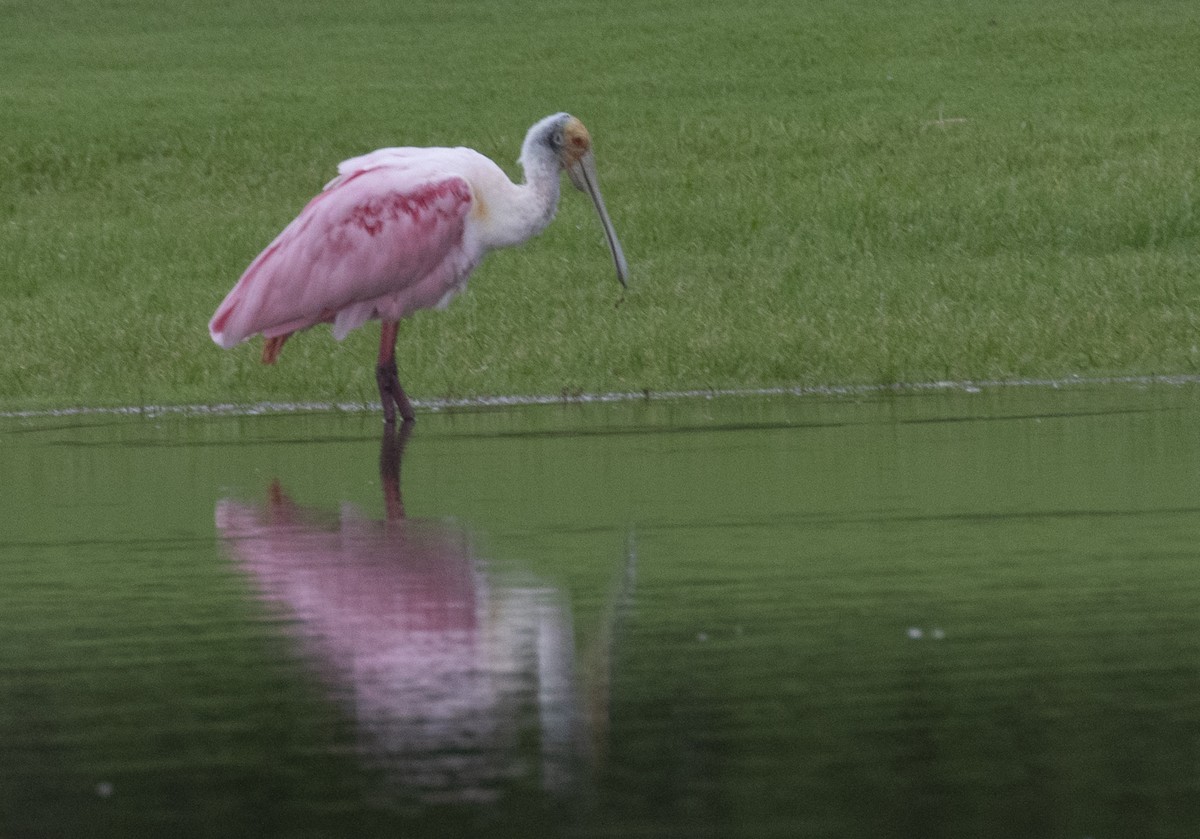 Roseate Spoonbill - ML282849341