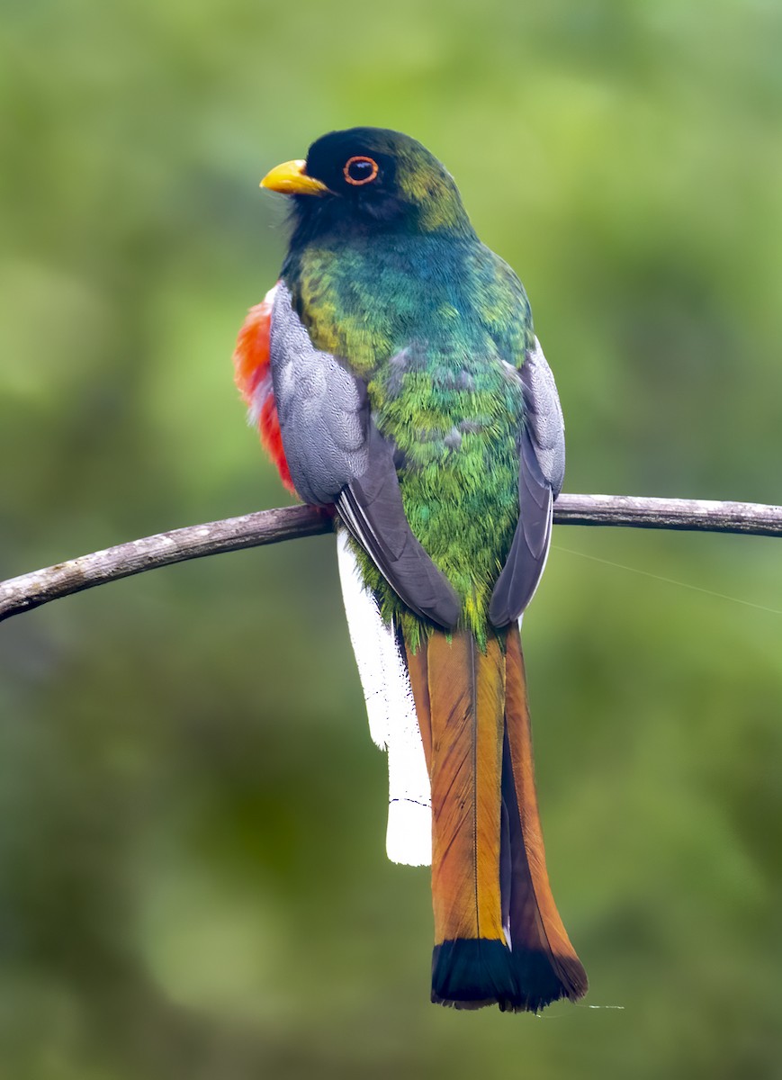 Elegant Trogon - ML282849551