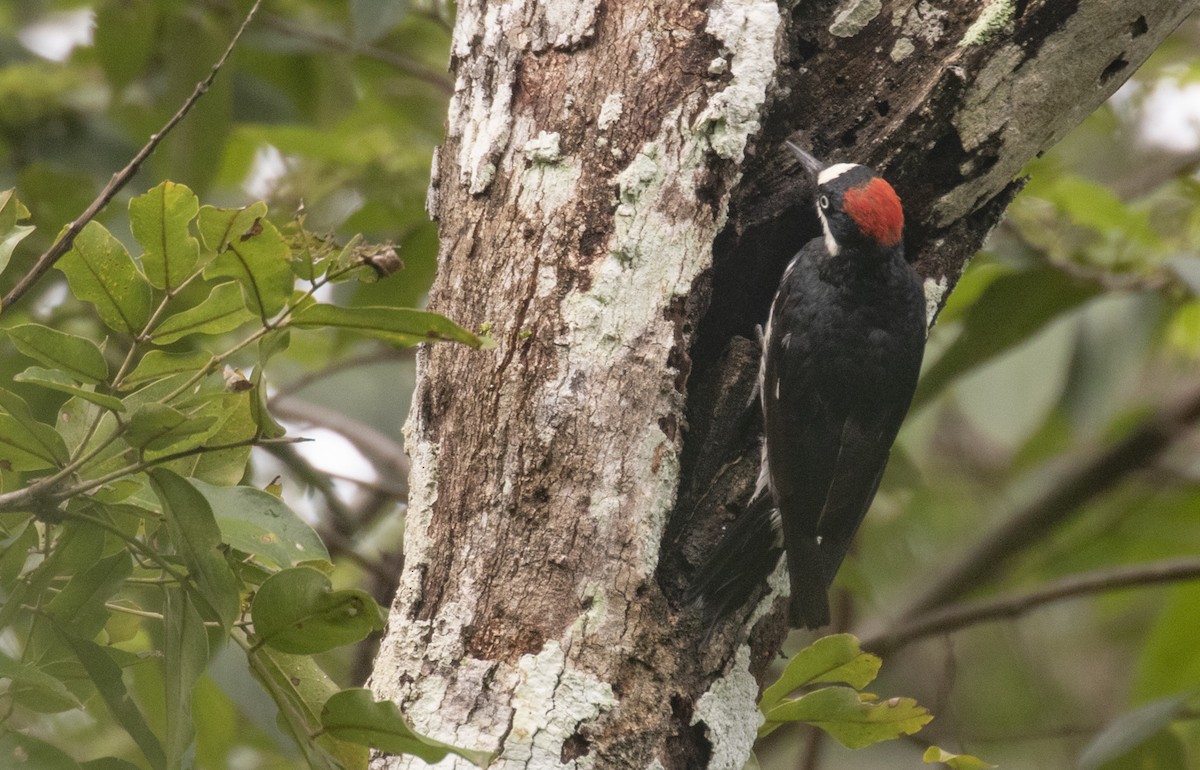 Acorn Woodpecker - ML282849651