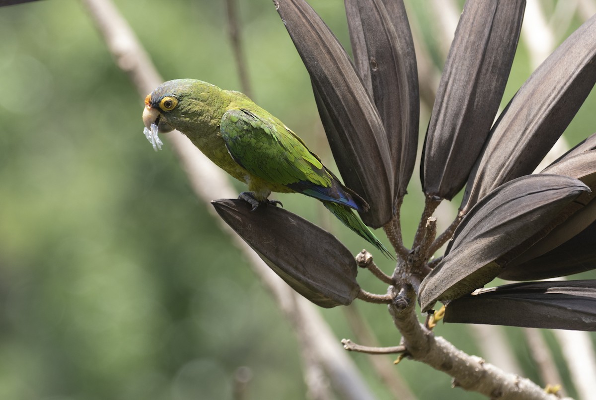 Aratinga Frentinaranja - ML282850051