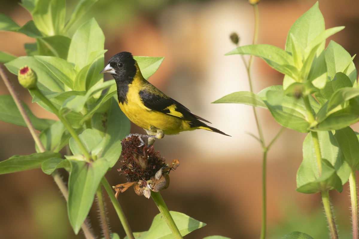 Black-headed Siskin - ML282850361