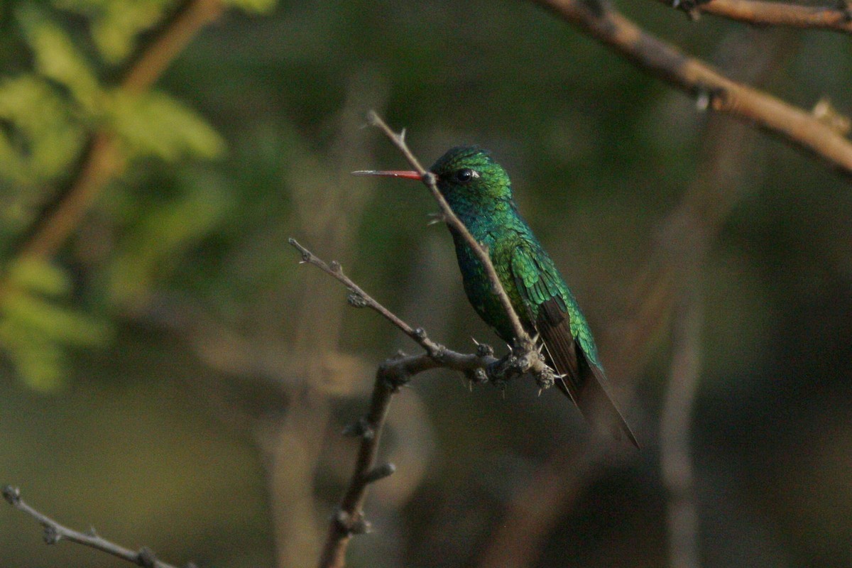 Glittering-bellied Emerald - ML282850981