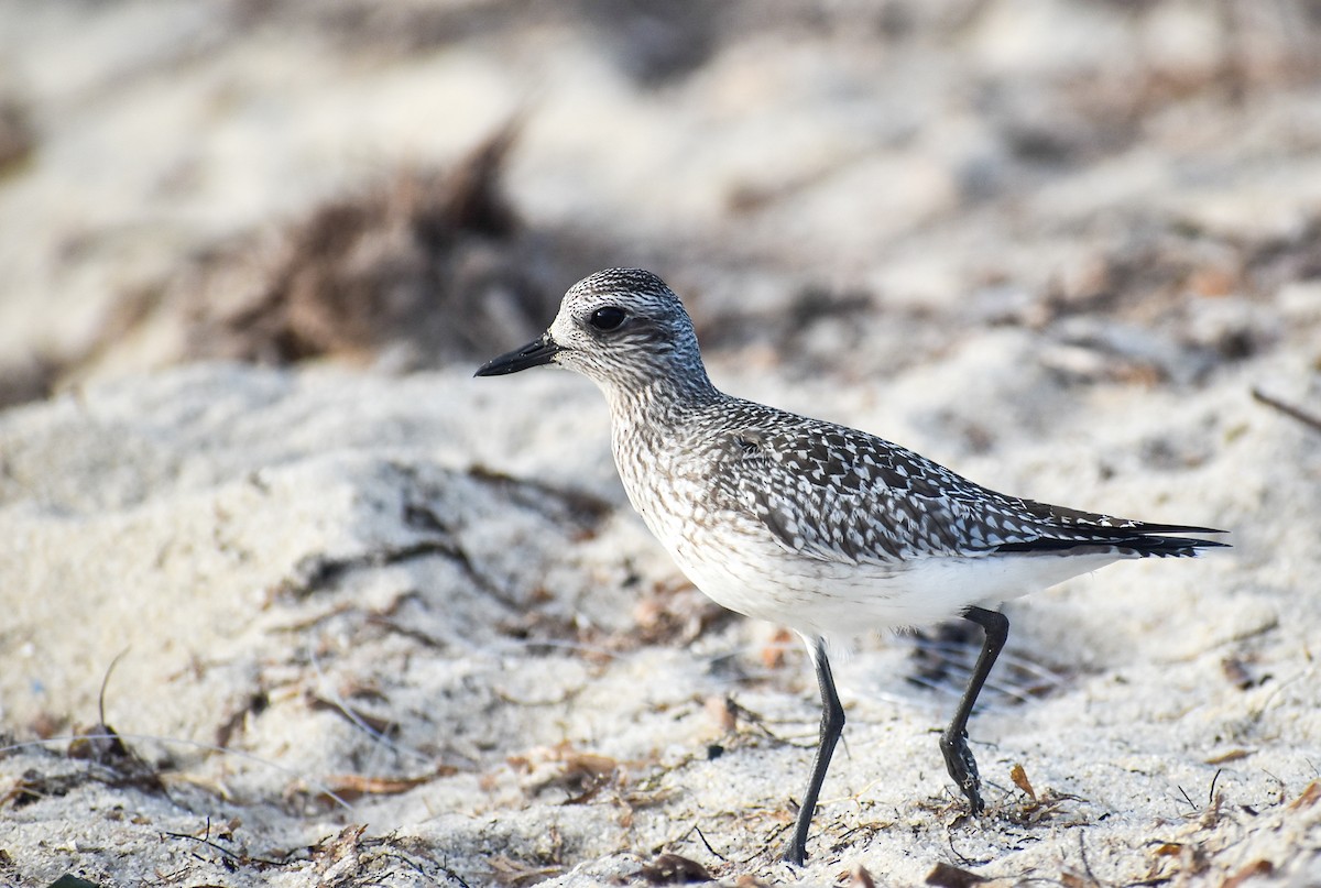 Black-bellied Plover - ML282856481