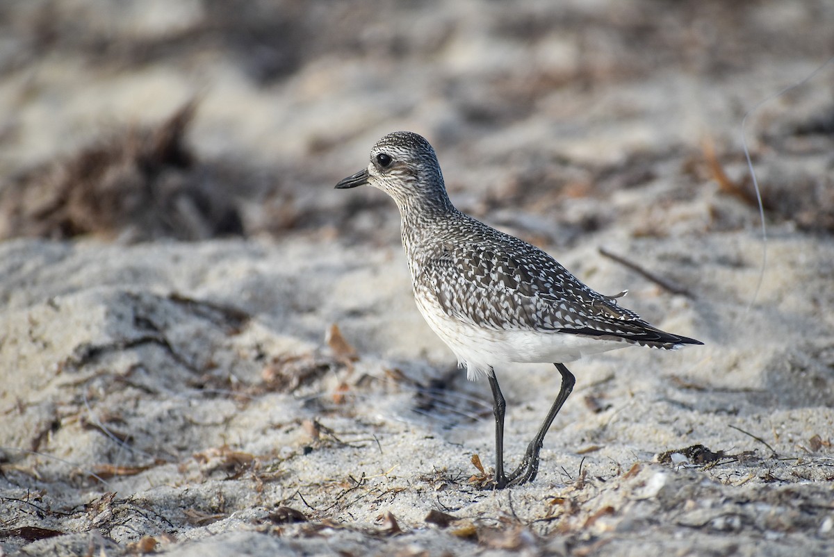 Black-bellied Plover - ML282856491