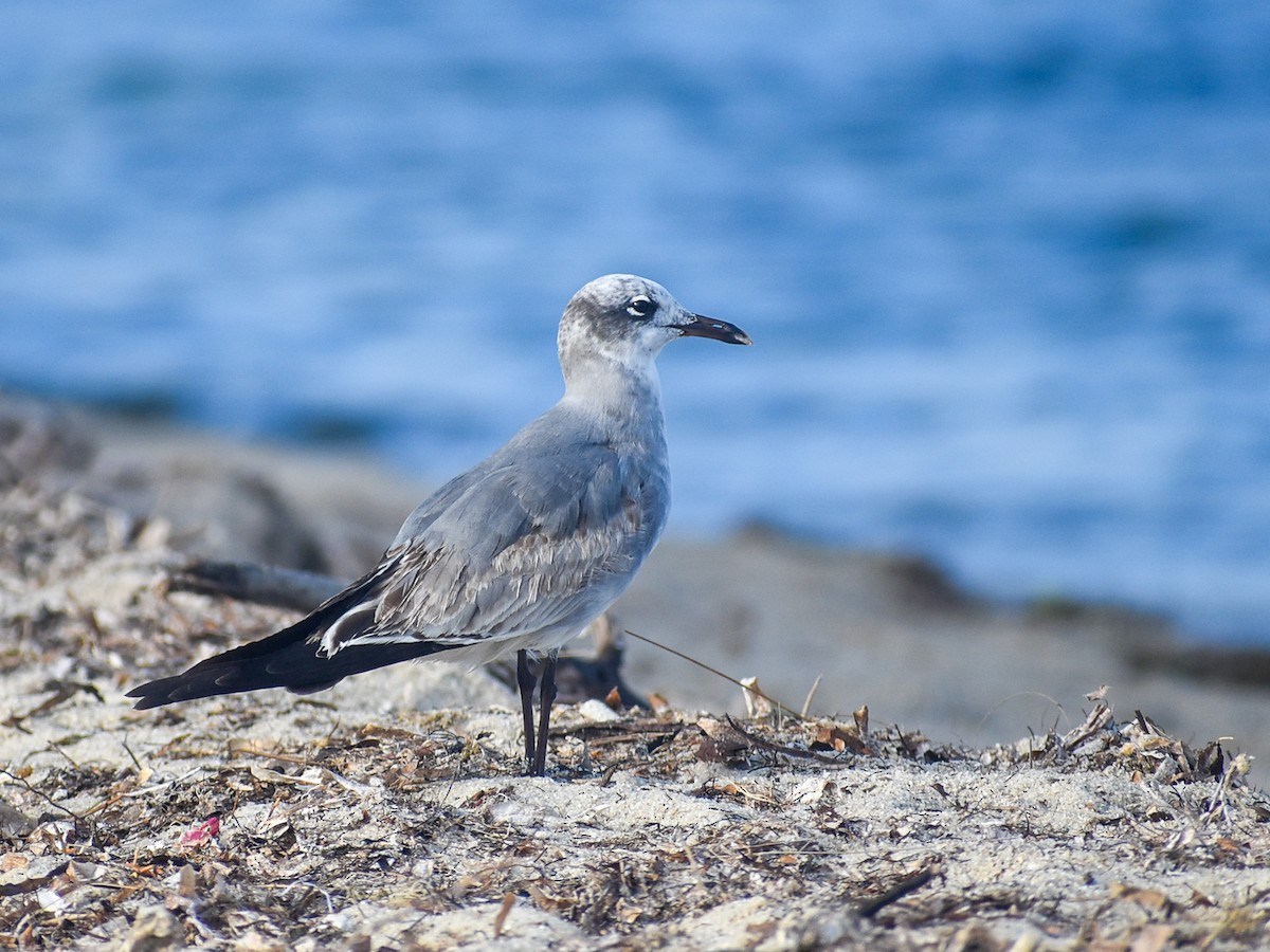 Laughing Gull - ML282856531