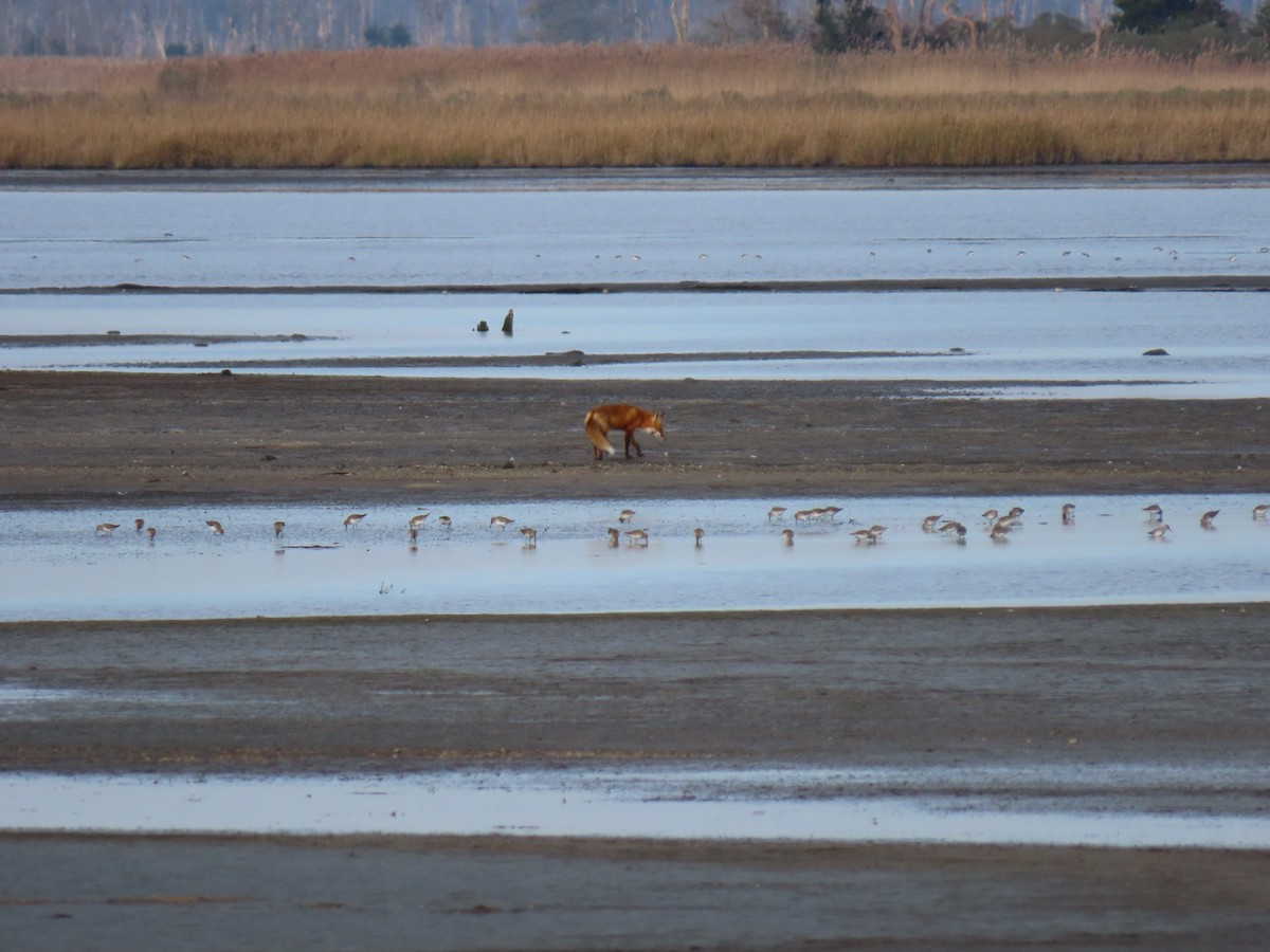 黑腹濱鷸 - ML282856581