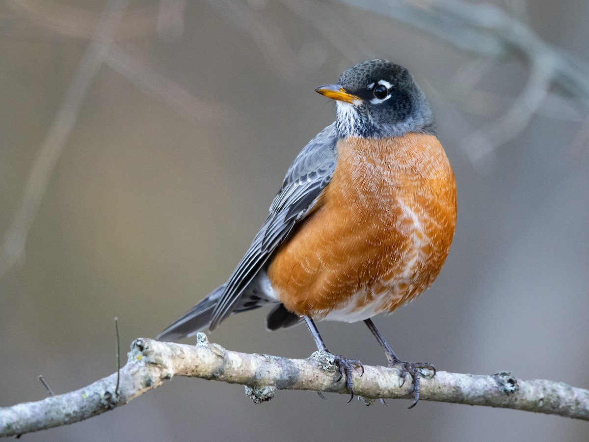 American Robin - Mike Cameron