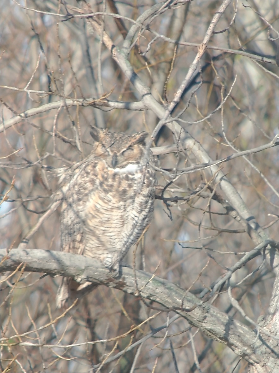 Great Horned Owl - ML282857741
