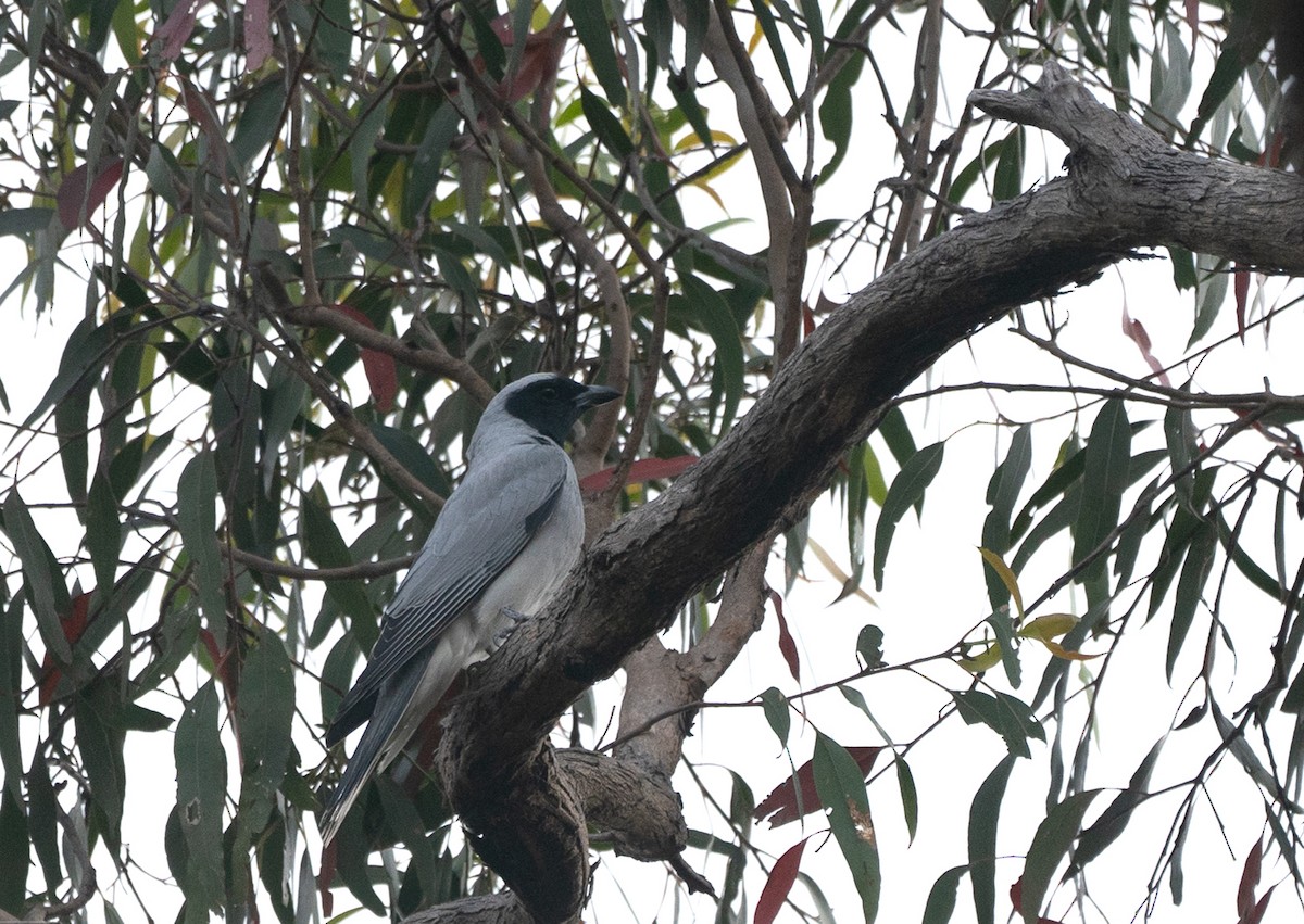 Black-faced Cuckooshrike - ML282858651