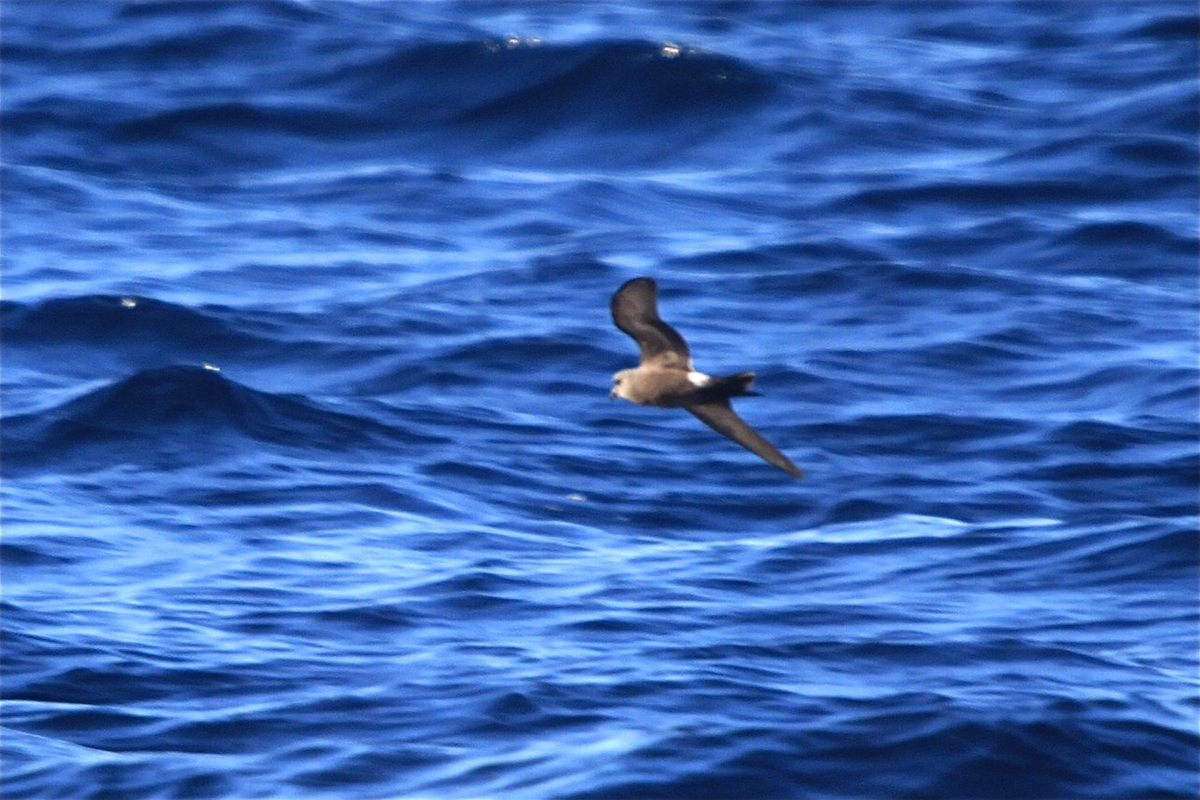 Leach's Storm-Petrel - João Tiago Tavares