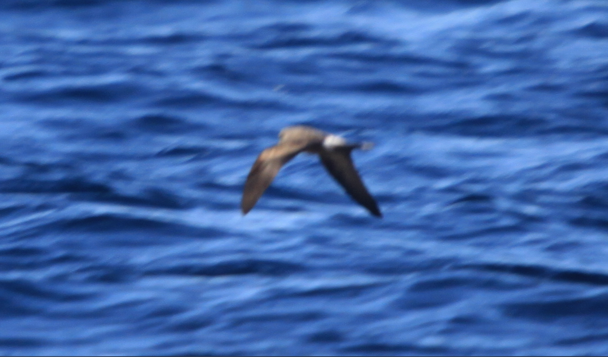 Leach's Storm-Petrel - João Tiago Tavares