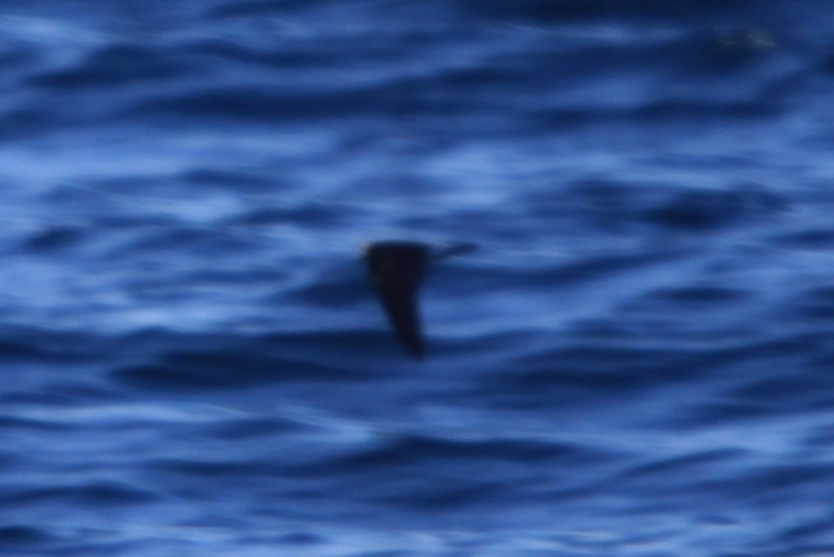 白腰叉尾海燕 - ML282860051