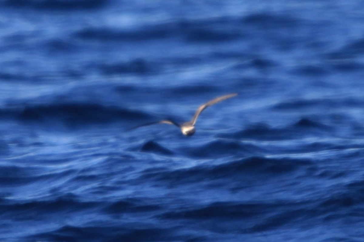 Leach's Storm-Petrel - João Tiago Tavares