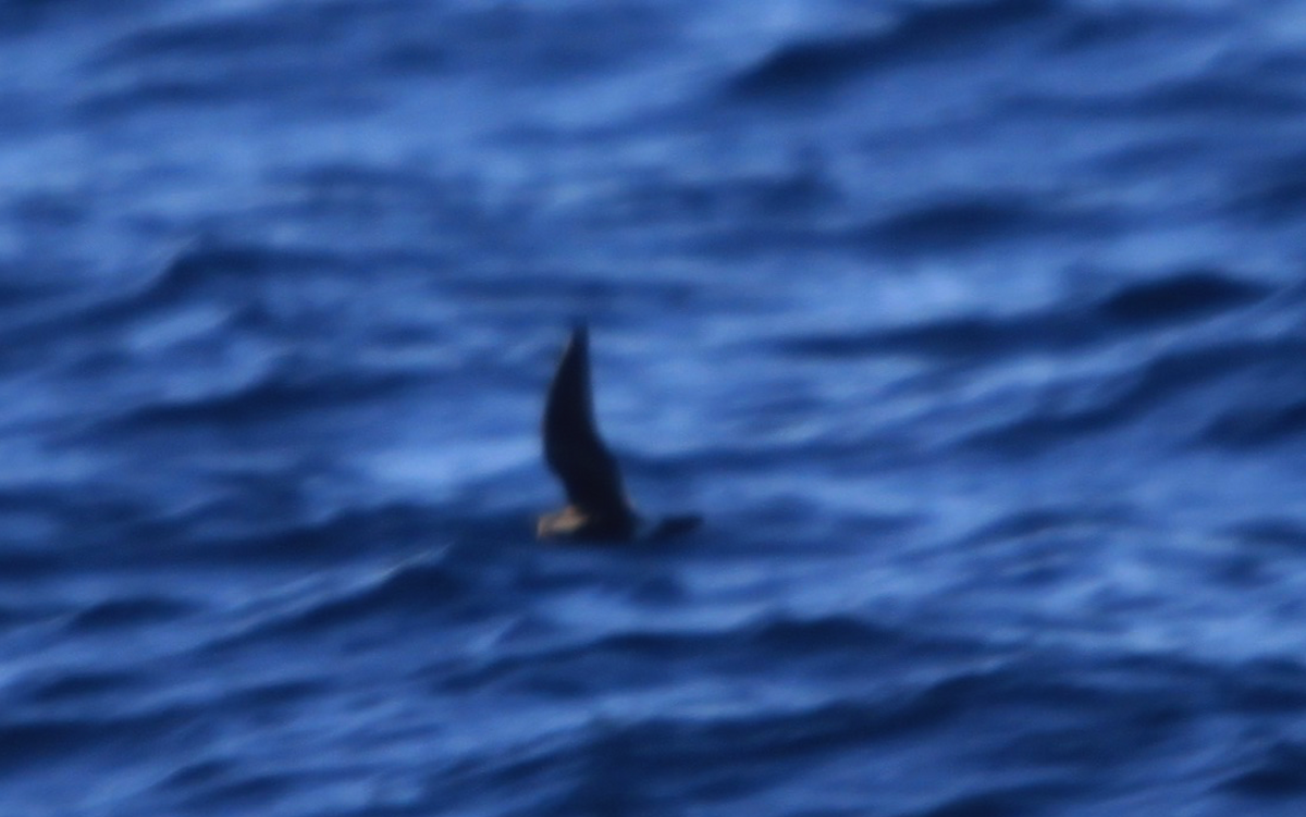 Leach's Storm-Petrel - ML282860071