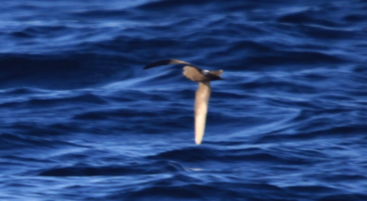 Leach's Storm-Petrel - João Tiago Tavares