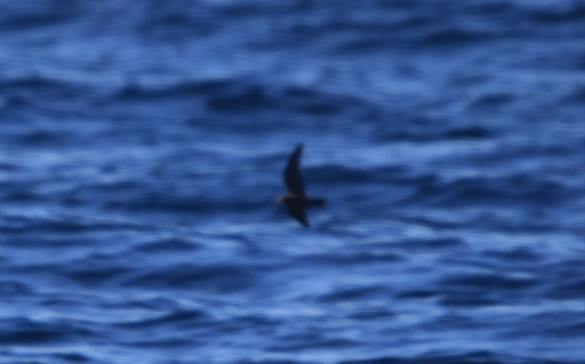 Leach's Storm-Petrel - ML282860111