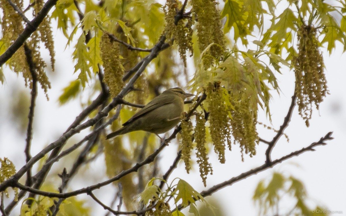 Worm-eating Warbler - ML28286081