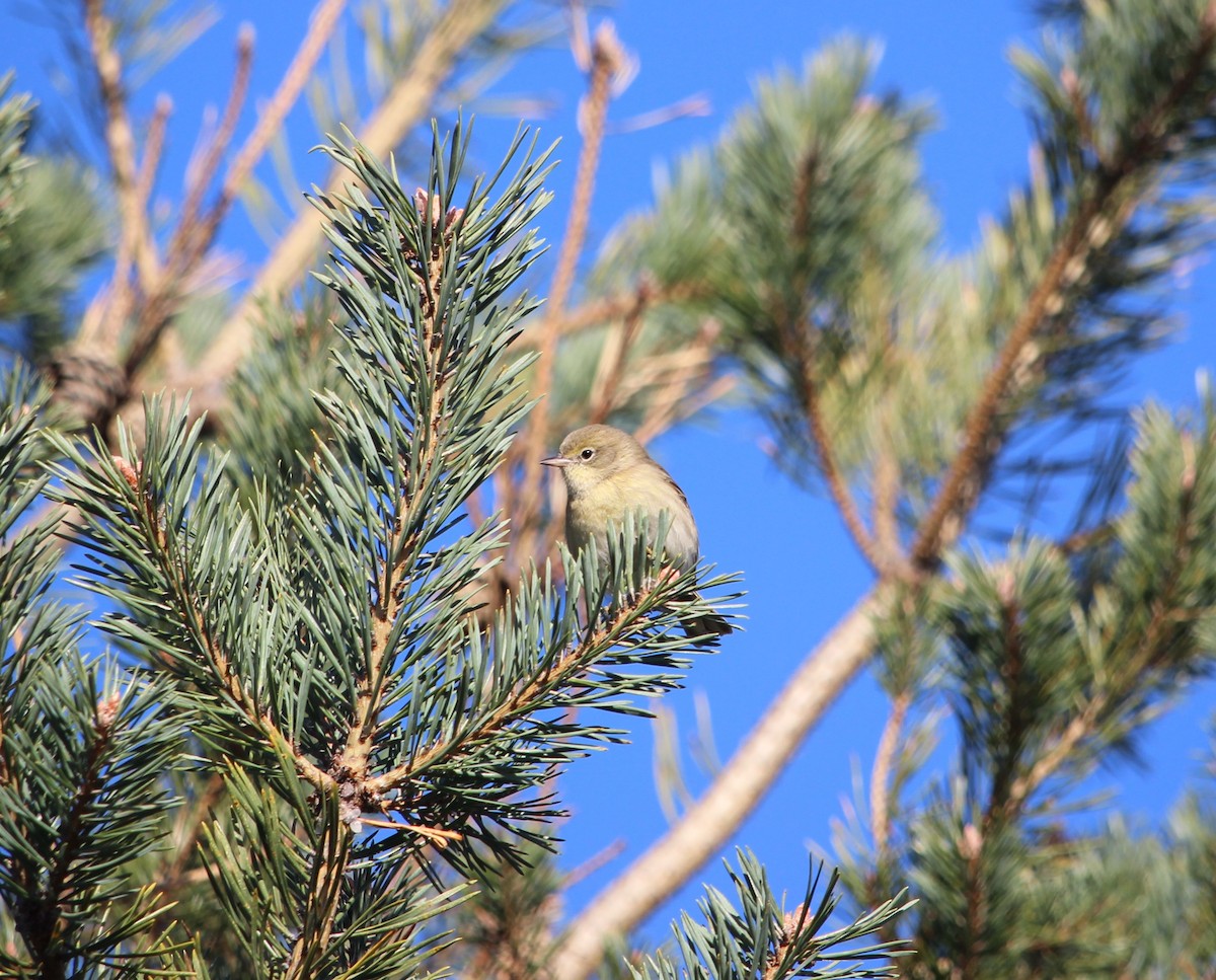 Pine Warbler - ML282861161