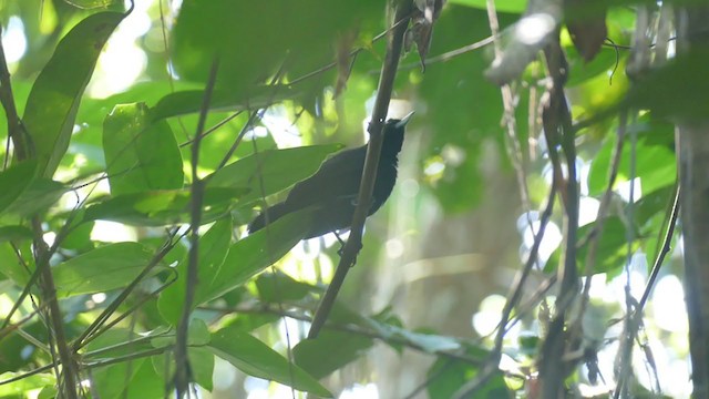 Black Bushbird - ML282863461