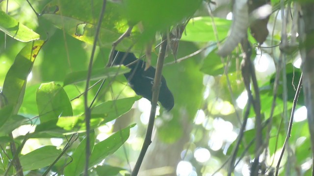 Black Bushbird - ML282863551