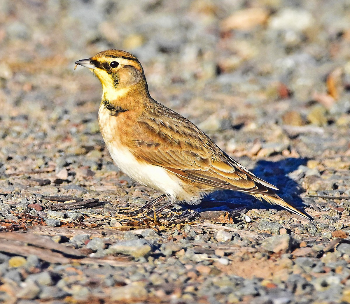 Horned Lark - ML282863751