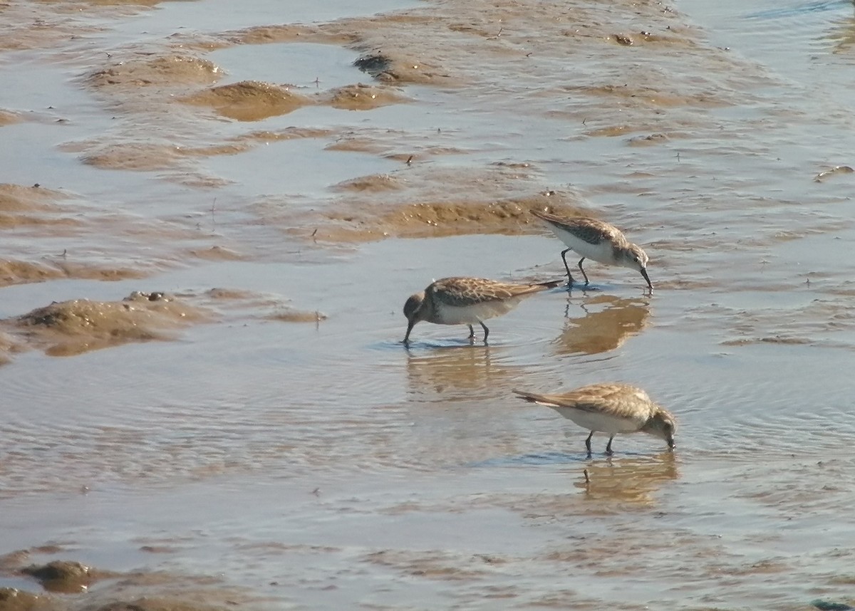 Semipalmated Sandpiper - ML282864071