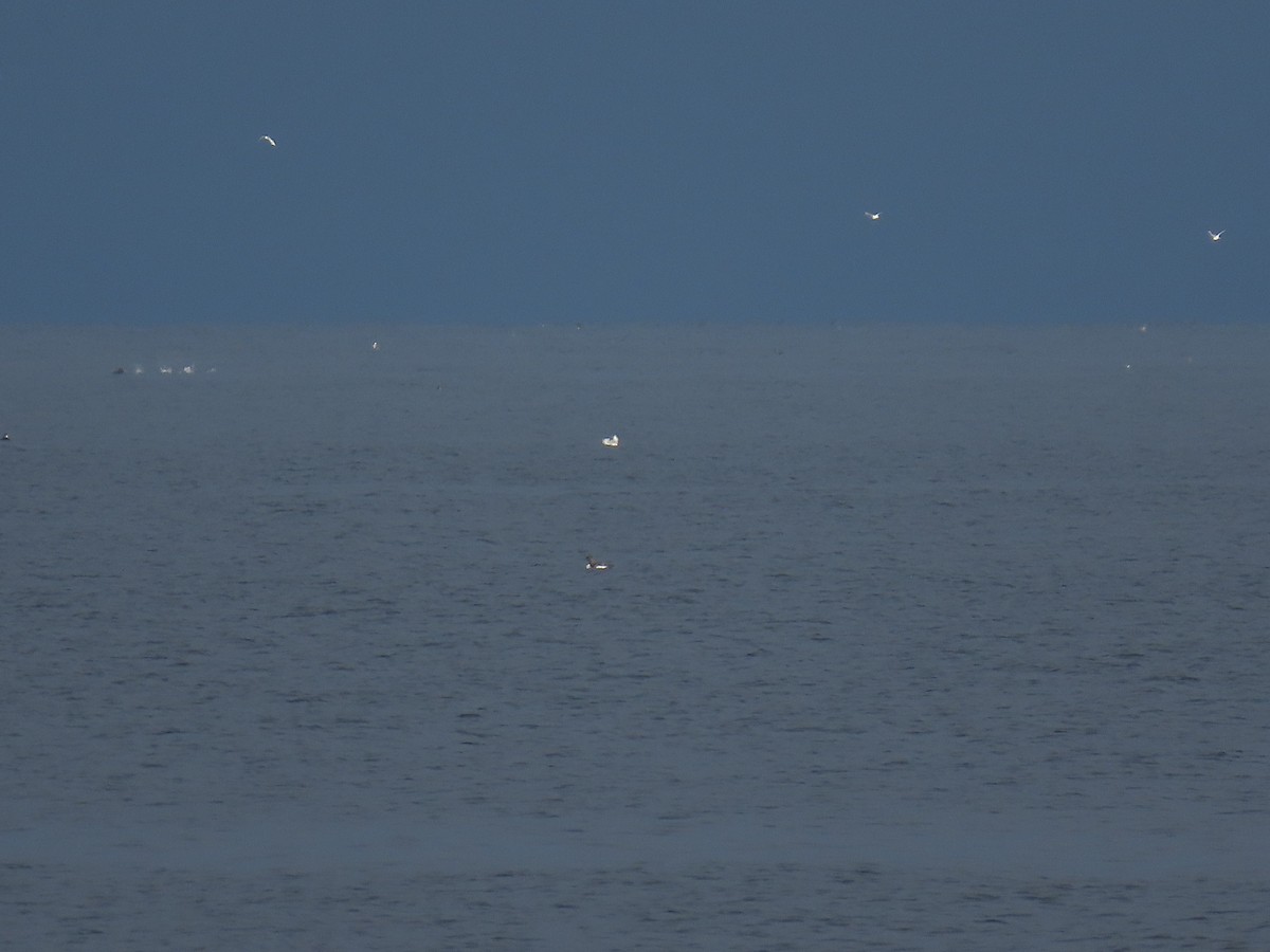 Arctic Loon - Guy L. Monty