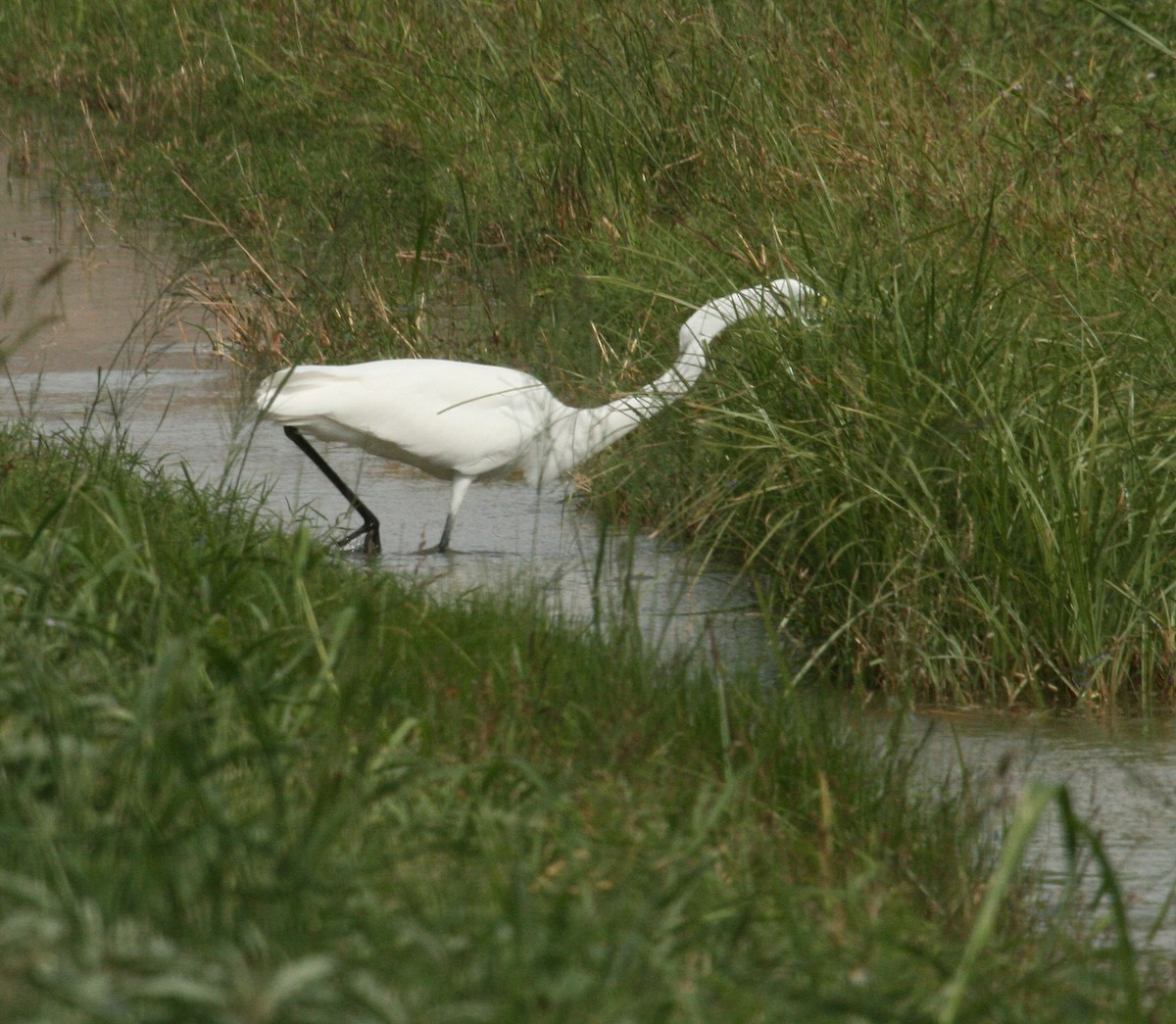 Great Egret - Carolyn Ohl, cc