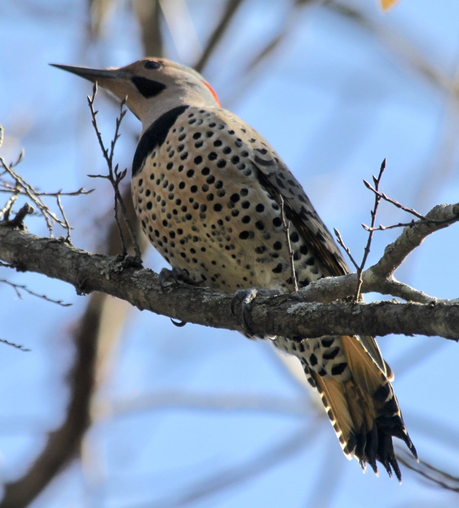 Northern Flicker - ML282866541